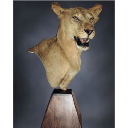 $1,000.00 Taxidermy Credit