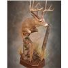 Image 2 : $1,000.00 Taxidermy Credit