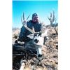 Image 2 : Desert Mule Deer or Coues Deer Hunt - 2 for 1