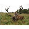 Image 2 : Scottish Red Stag Hunt for One Hunter