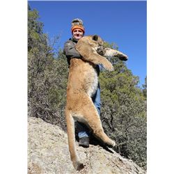 Mountain Lion Hunt with Hounds