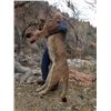Image 3 : Mountain Lion Hunt with Hounds