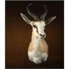 Image 3 : $1250 Taxidermy Credit