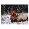Image 1 : Elk Hunt in Gardiner Montana for One Hunter