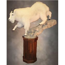 $1,000.00 Taxidermy Credit