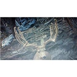 Utah Trophy Mule Deer