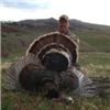 Image 1 : Wyoming Spring Turkey Hunt