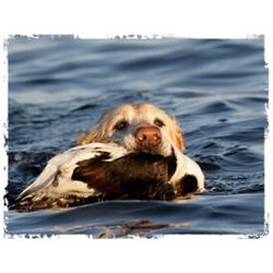Chesapeake Bay Sea Duck Hunting for 4 Hunters
