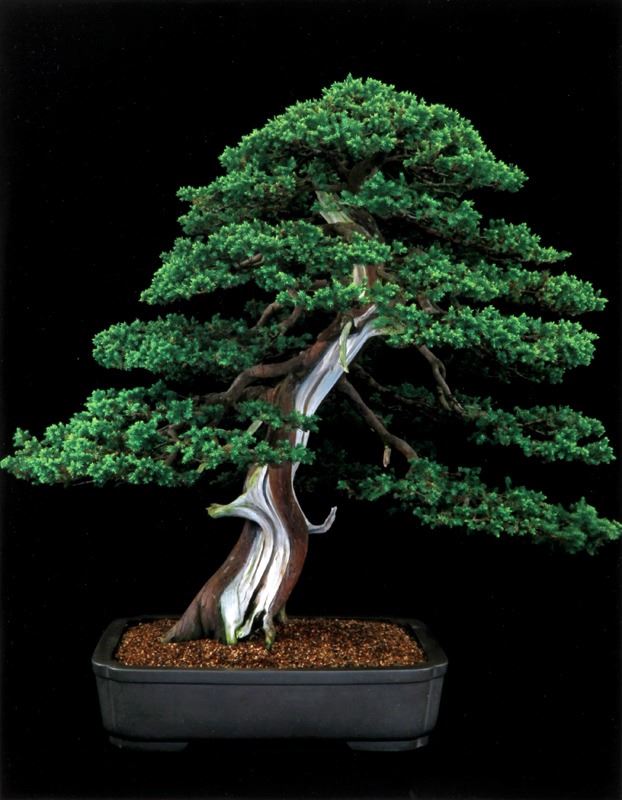 Jonathan Singer, Formosan Juniper, Metallic C-Print Photograph