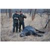 Image 3 : Buffalo Hunt in Tanzania