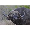 Image 4 : Buffalo Hunt in Tanzania