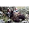 Image 1 : Free-Range Bull Tahr Hunt