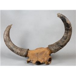 Steppe Bison Fossilized Skull & Horns