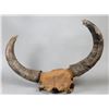 Image 1 : Steppe Bison Fossilized Skull & Horns
