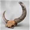 Image 2 : Steppe Bison Fossilized Skull & Horns