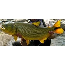 CAST & BLAST Golden Dorado/Dove Hunt & Fish