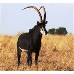 Chattaronga Safaris Sable Hunt