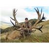 Image 1 : 4-Day Hunt for 2 Hunters in New Zealand and Taxidermy