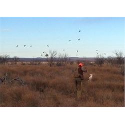 2-Day Quail Hunt for Three Hunters at the Rolling Plains Quail Research Ranch