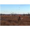 Image 1 : 2-Day Quail Hunt for Three Hunters at the Rolling Plains Quail Research Ranch