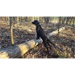 *PULLED* Western Star Kennels Labrador Puppy with 30 days training and 6 months of food!