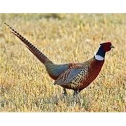 Montana: Montana Outfitting Company – Cast & Blast