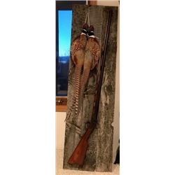 Pheasants mounted with gun