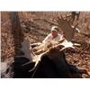 Image 1 : Buckbrush Outfitters – Trophy Moose and Wolf Combination Hunt – Alberta, Canada