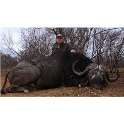 South Africa - Tinus Lindique Safaris – Cape Buffalo