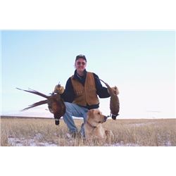 Rimrock Valley Preserve – Pheasant Hunt - Belt, Montana