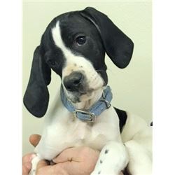 English Pointer Puppy
