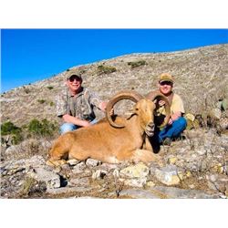 Aoudad Hunt Action Outdoor Adventures Hondo, Texas