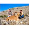 Image 1 : Aoudad Hunt Action Outdoor Adventures Hondo, Texas