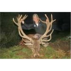 New Zealand - Rata Maire Deer Lodge – Red Stag