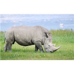 Rhino Vita Dart – South Africa