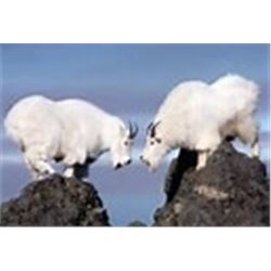 Montana - Governor’s Goat Tag – Mountain Goat