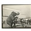 Image 1 : Disney Studio  Reference Photos for "Dumbo"  from a 1930's Circus.