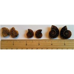 LOT OF 3 SETS OF MATCHED AMMOLITE SPECIMENS