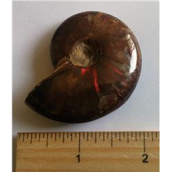 IRRIDECENT NATURAL AMMOLITE SPECIMEN