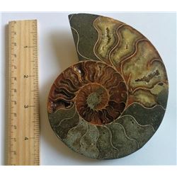 HUGE NATURAL AMMOLITE FOSSIL SPECIMEN