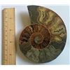 Image 1 : HUGE NATURAL AMMOLITE FOSSIL SPECIMEN