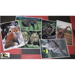 6 LARGE TEACHER ANIMAL PHOTO CHARTS