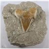 Image 1 : FOSSILIZED SHARK TOOTH IN MATRIX OVER 250 MILLION