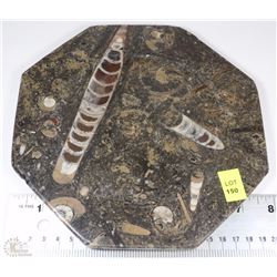 MEDIUM SIZED ORTHOCERAS PLATE