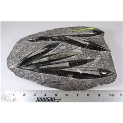 ORTHOCESARUS SCULPTURED PLATE- ONE OF  A KIND OVER