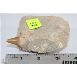 FOSSILIZED SHARK TOOTH- OVER 250 MILLION YEARS OLD AS THEY COME