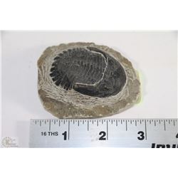 METACANTHINA TRILLIBITE FOSSIL