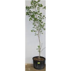 5-6' SWEDISH ASPEN TREE