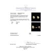 Image 3 : 2.24ctw Diamond Stud Earrings - 14KT Yellow Gold