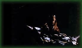 Teenage Mutant Ninja Turtles: Screen-Used Master Splinter Baby Puppet